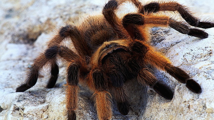 brown and black tarantula spider, Spiders, animal themes, one animal