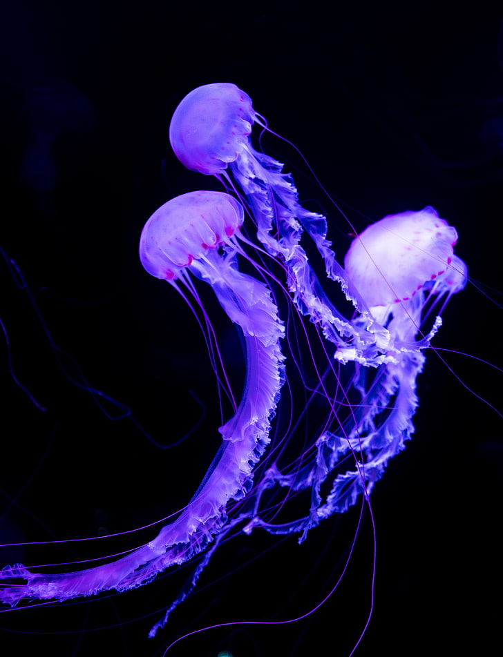 three purple jellyfish digital wallpaper, underwater world, neon