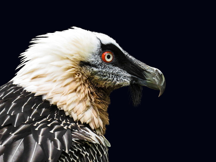 Birds, Vulture, Bearded Vulture, Bird Of Prey, Portrait, Wildlife, HD wallpaper