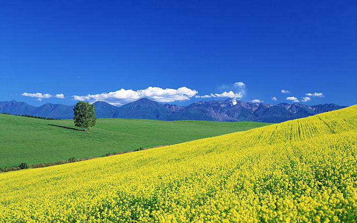 green grass field, nature, trees, mountains, sky, clouds, landscape, HD wallpaper
