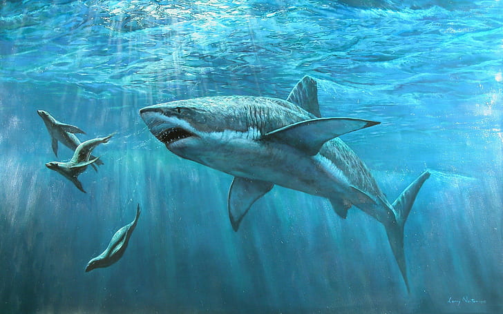 shark, animals, HD wallpaper