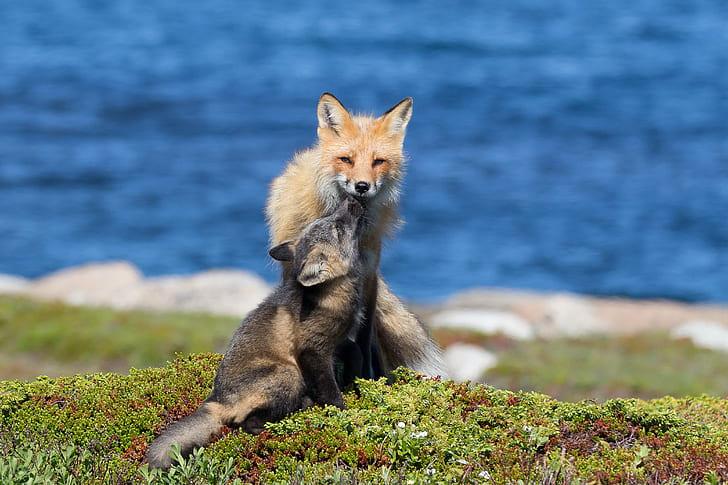 tan fox during daytime, red fox, red fox, mom, pups, cached, food, HD wallpaper