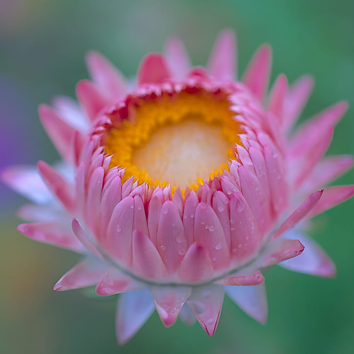 pink petaled flower in closeup shot, DSC, fleur, rain, natural  light