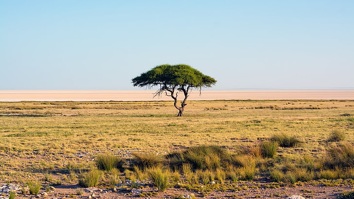 nature, Namibia, trees, landscape, savannah, national park, HD wallpaper
