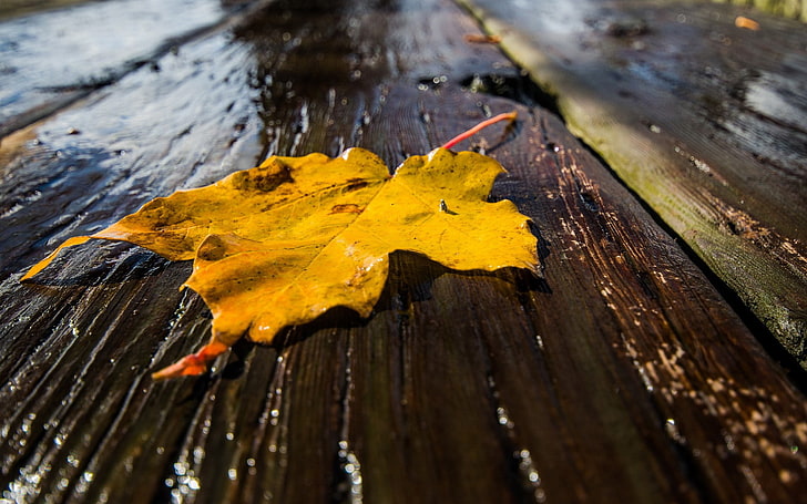 leaves, rain, closeup, wet, wooden surface, autumn, plant part, HD wallpaper