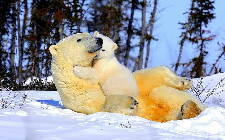polar bears, animals, mammals, nature, wildlife, baby animals