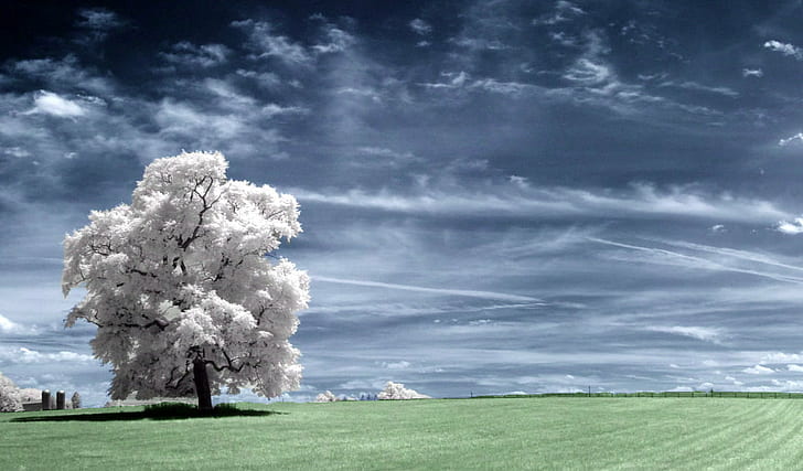 white leaf trees with gray clouds, her world, IR, blue sky, grass  tree