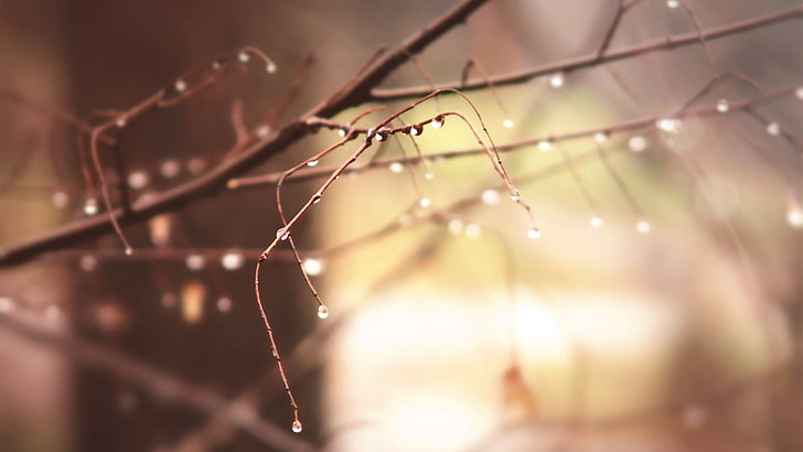 tree branch, selective focus of tree branch with water des, macro, HD wallpaper