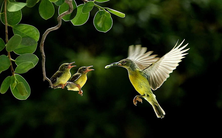 three hummingbirds, animals, baby animals, leaves, nature, wildlife