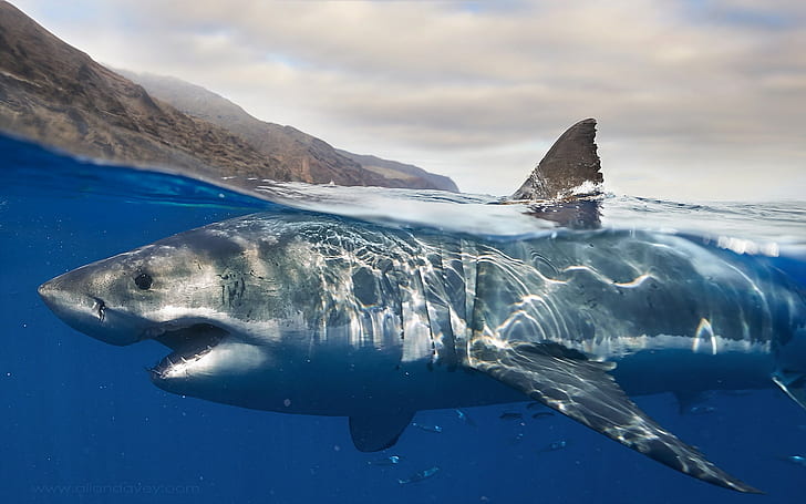 Premium Photo | A great white shark fish underwater deep ocean background  illustration digital generative ai design art style