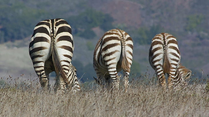 three zebras on brown grass field photo, zebra, butts, stripes