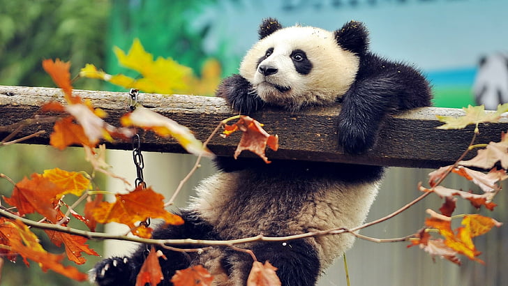 panda bear, wood, cute, wild animal, leaves, autumn, HD wallpaper