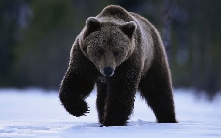 bears, snow, animals, animal wildlife, animal themes, animals in the wild