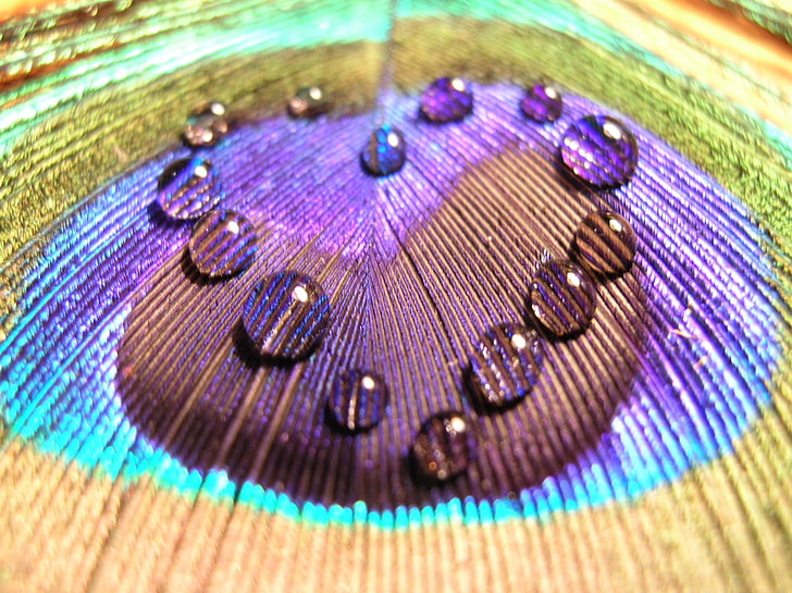 multicolored peacock feather, surface, colorful, drops, close-up
