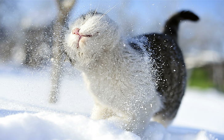 Shaking Off Cat, lovely, kitty, snow, kitten, funny, winter, cute, HD wallpaper
