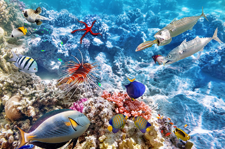 variety of fish, coral, coral reef, underwater, animals, photo manipulation, HD wallpaper
