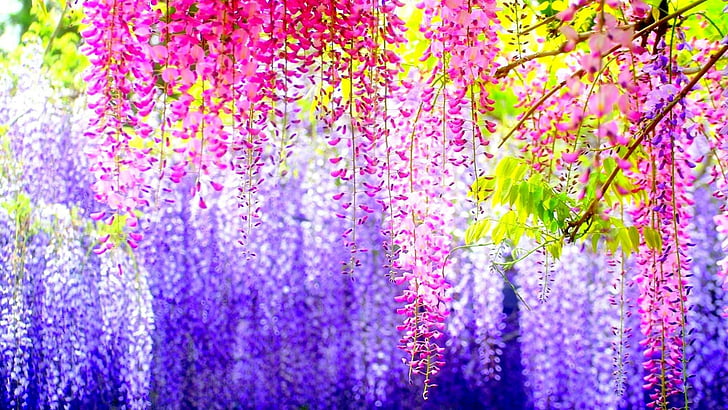 nature, flowery, flowery tree, wisteria, spring, colorful, beautiful, HD wallpaper