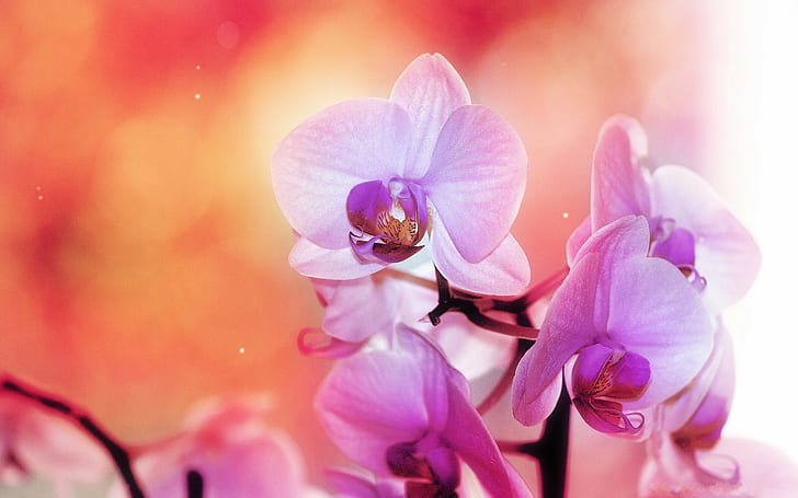 pink flowers, orchids, HD wallpaper