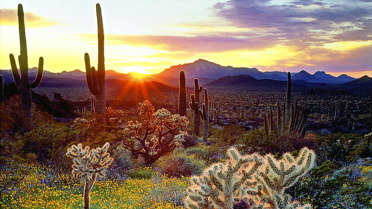 nature, sky, desert, cactus, wilderness, sonoran desert, arizona, HD wallpaper