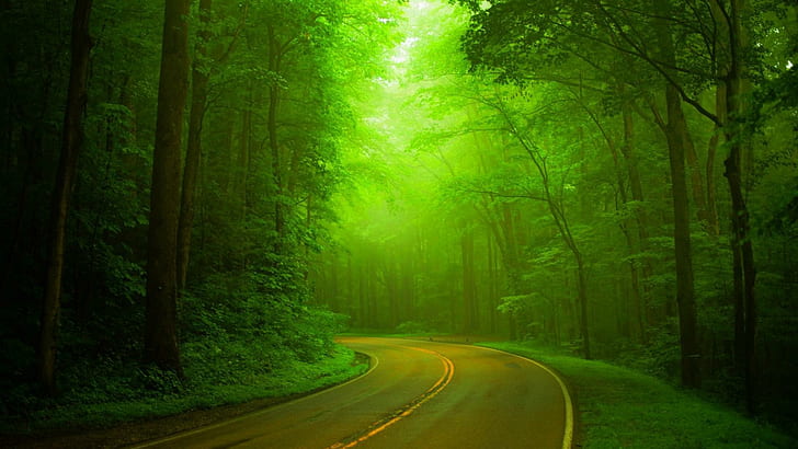 Natural, green forests, woods, roads, hazy, green landscape, green leave trees, HD wallpaper