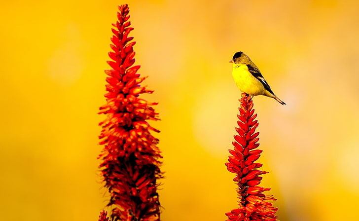 Little Yellow Bird, Animals, Birds, Flower, Flowers, Small, Sitting, HD wallpaper