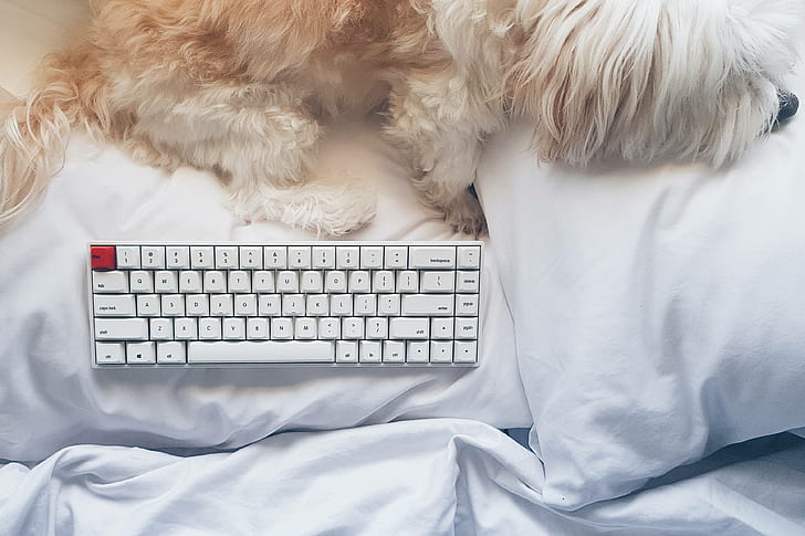 mechanical keyboard, dog, bed, pillow
