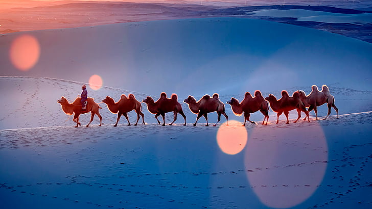 desert, camel team, camels, sunlight, sky, dune, landscape, HD wallpaper