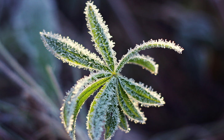 green ovate leafed plant, sheet, cold, frost, crystals, carved