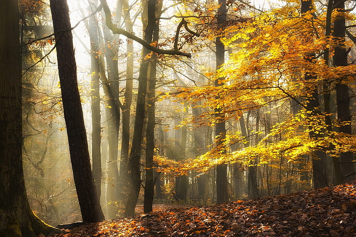 brown trees, landscape, nature, sunlight, fall, leaves, forest, HD wallpaper