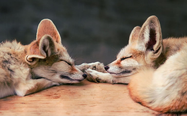 Fox baby animals animals sleeping 1080P, 2K, 4K, 5K HD wallpapers free  download | Wallpaper Flare