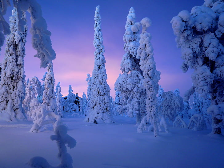 snow covered trees under purple cloudy skies, ruka  kuusamo, lapland  finland, HD wallpaper