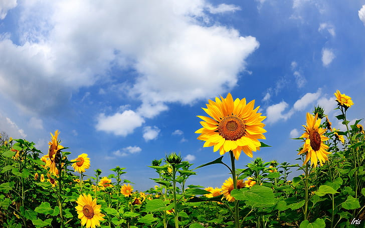 Summer sunflowers, clouds, blue sky, HD wallpaper