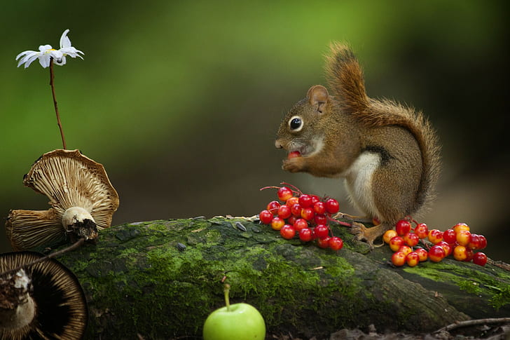 Squirrel eat berries, brown squirrel, mushrooms, animals, Best s