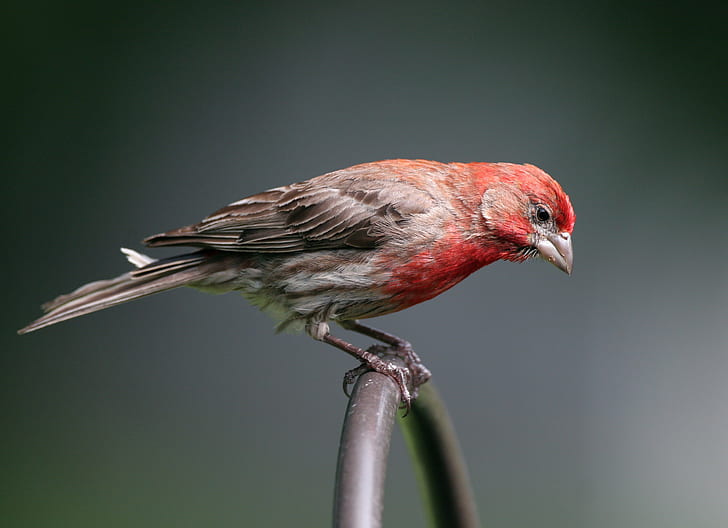 House Finch perched on black wire during daytime, my turn, purple finch, HD wallpaper
