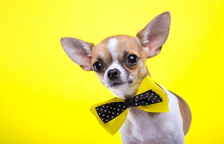 dog, yellow, Chihuahua, 5K, cute animals, HD wallpaper