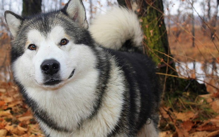 adult white and black Siberian husky, dog, fluffy, autumn, sled Dog