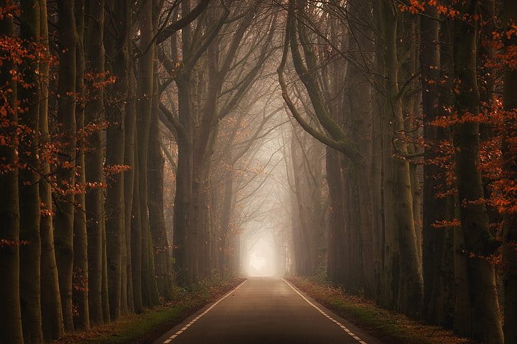 seasons, road, trees, direction, the way forward, forest, plant, HD wallpaper