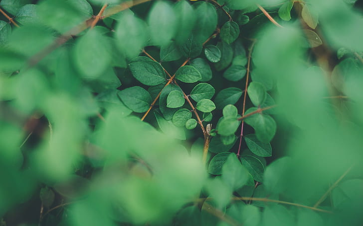 plants, leaves, nature, foliage, green