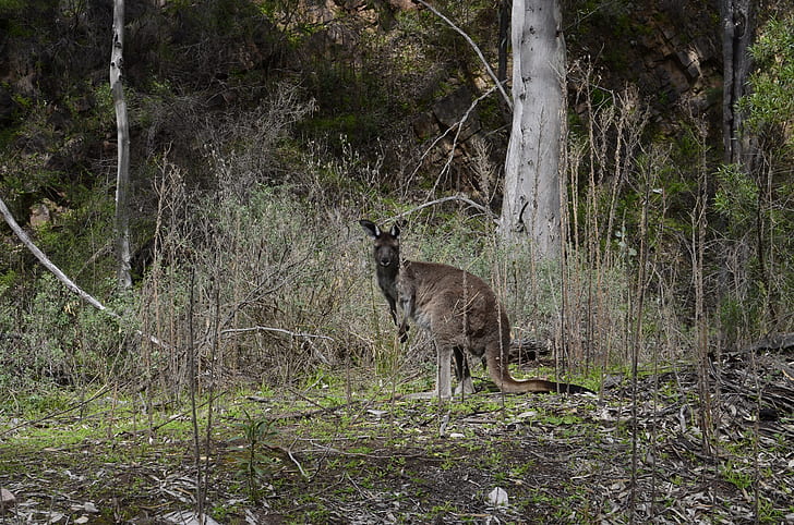 Mambray Creek, wallaby, animal, land, mammal, animal wildlife