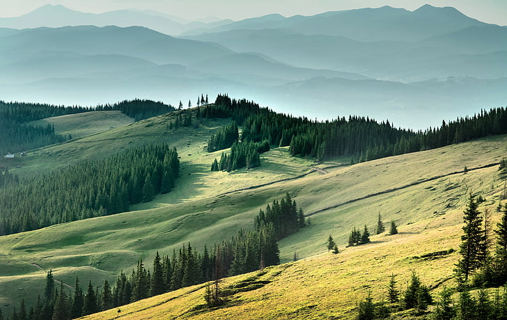 green trees, mountains, field, Ukraine, forest, Carpathians, nature, HD wallpaper