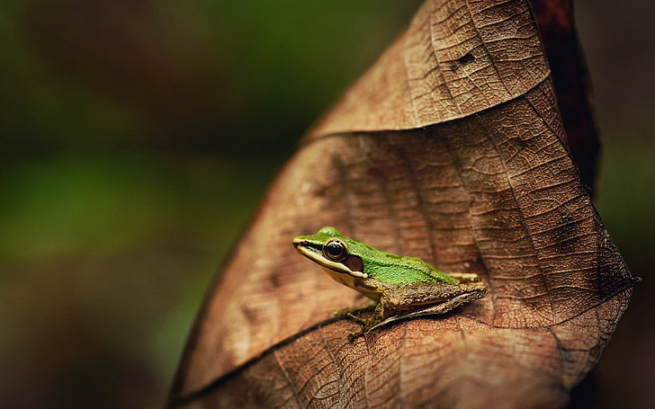 green frog, leaves, animals, nature, amphibian, animal themes