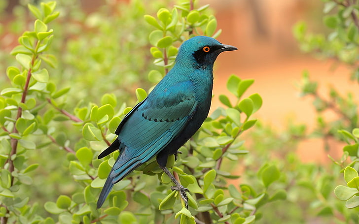 Little Blue Bird On A Branch With Le, selective focus photography of green and blue starling bird perching on branch of plant during daytime