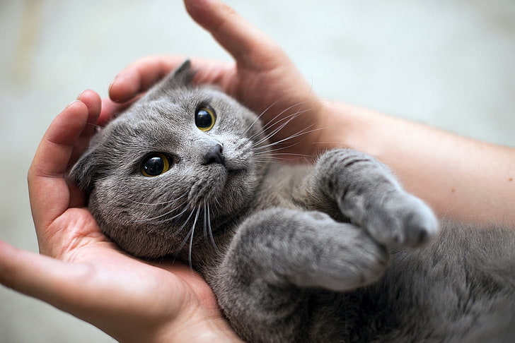 Russian blue cat, animals, hands, domestic, mammal, pets, human hand