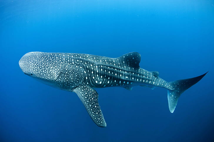 3400 Whale Shark Stock Photos Pictures  RoyaltyFree Images  iStock   Ningaloo reef whale shark Whale shark mouth Whale shark diver