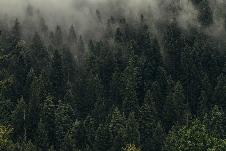green trees, landscape, forest, photography, mist, nature, mountain