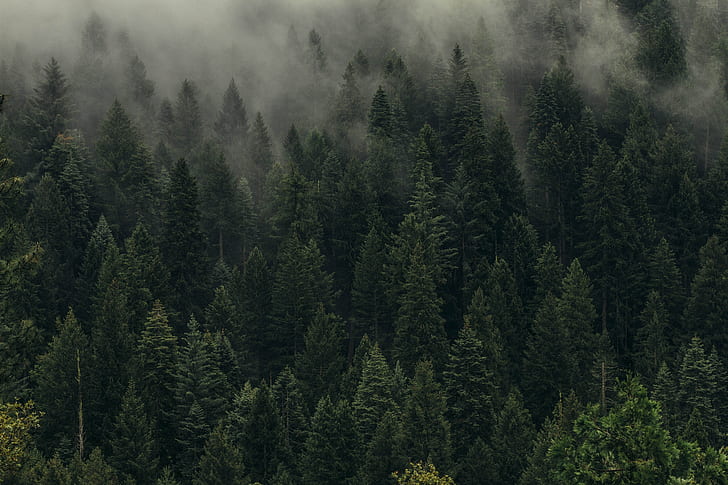 trees, green, fog, forest, shroud, top view, HD wallpaper