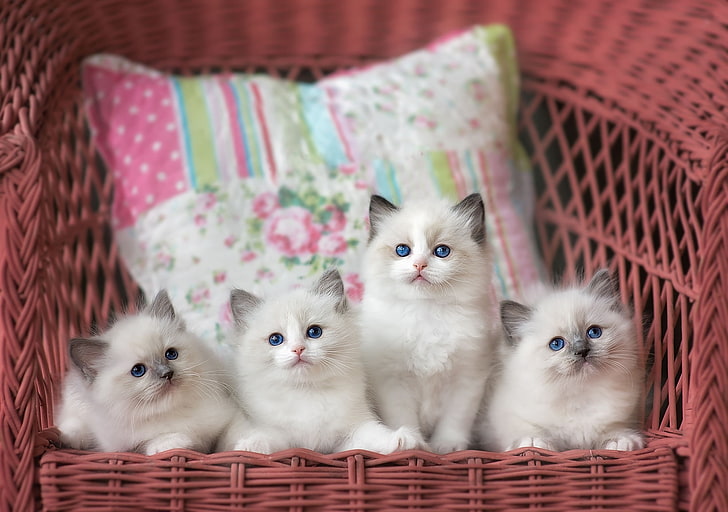 four white kittens, cats, chair, pillow, company, cuties, blue-eyed, HD wallpaper