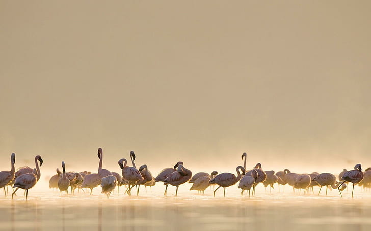 Flamingos, lake, nature, bird, pink, water, birds, animals, HD wallpaper