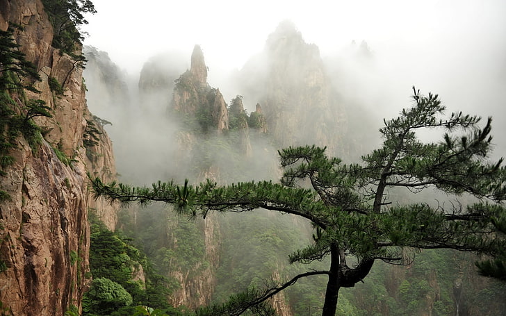 nature, trees, mist, plant, fog, tranquil scene, beauty in nature, HD wallpaper