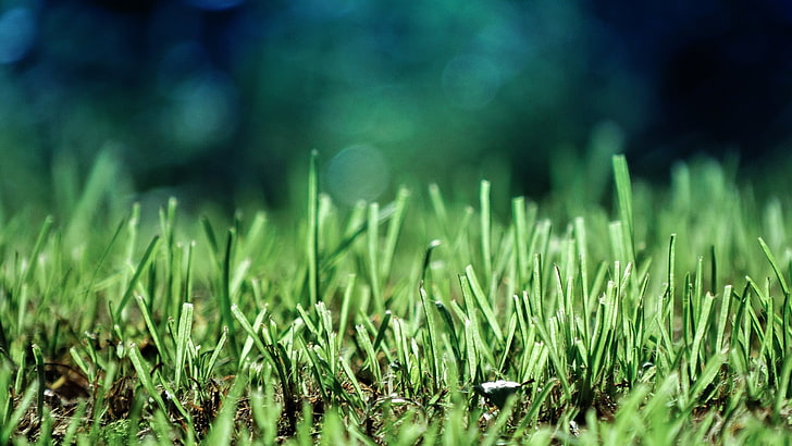 green grass, selective focus photography of green grass lawn, HD wallpaper